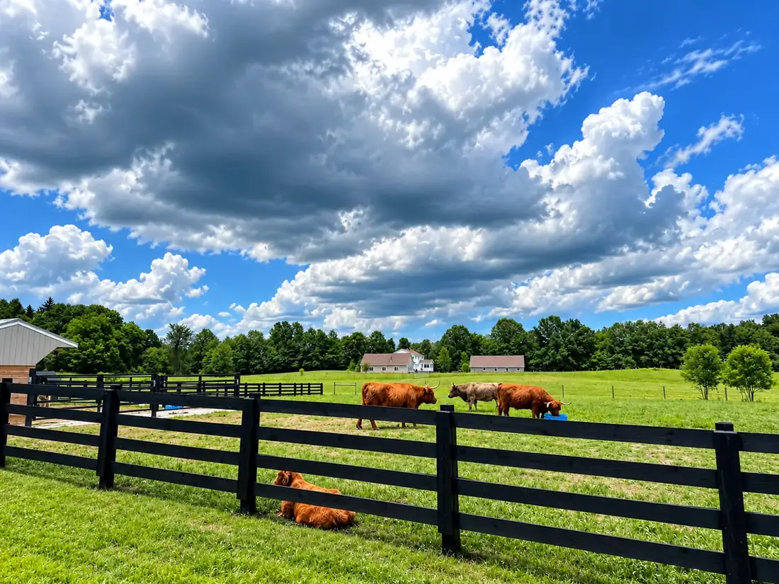 Black four-board fence with cattle grazing under a big sky